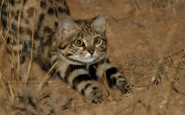 腾讯分分彩：这是已知最致命的猫科动物！一年猎杀3000只啮齿动物