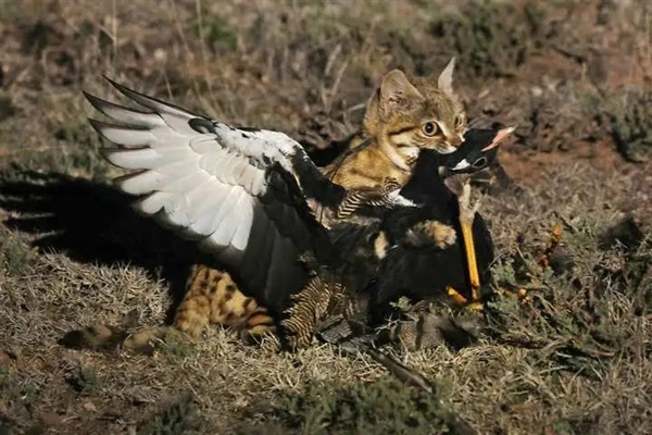 腾讯分分彩：这是已知最致命的猫科动物！一年猎杀3000只啮齿动物