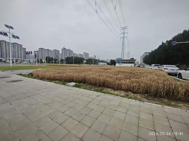 天顺平台登录:“绿化带里咋种粮食?”市民疑惑;郑州相关部门回应:这两天就收割,卖了后再种