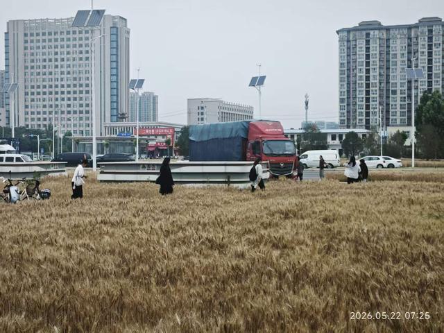 天顺平台登录:“绿化带里咋种粮食?”市民疑惑;郑州相关部门回应:这两天就收割,卖了后再种