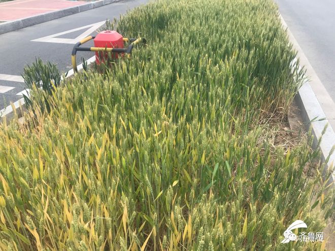 天顺平台登录:“绿化带里咋种粮食?”市民疑惑;郑州相关部门回应:这两天就收割,卖了后再种